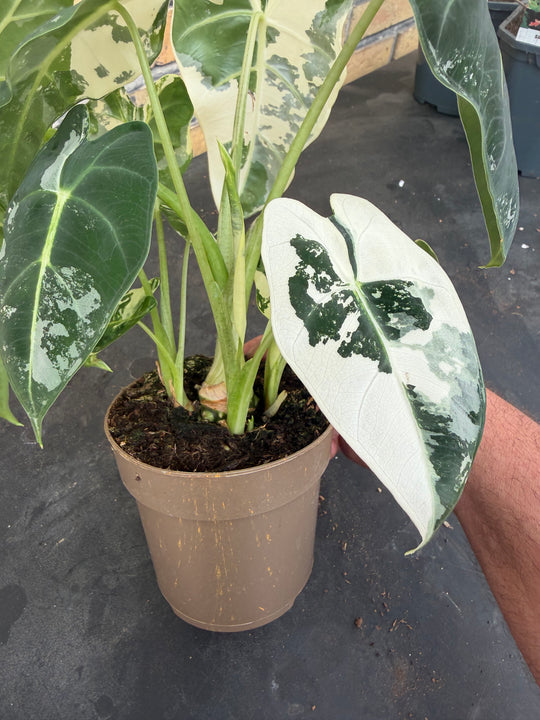 Alocasia frydek Varigata