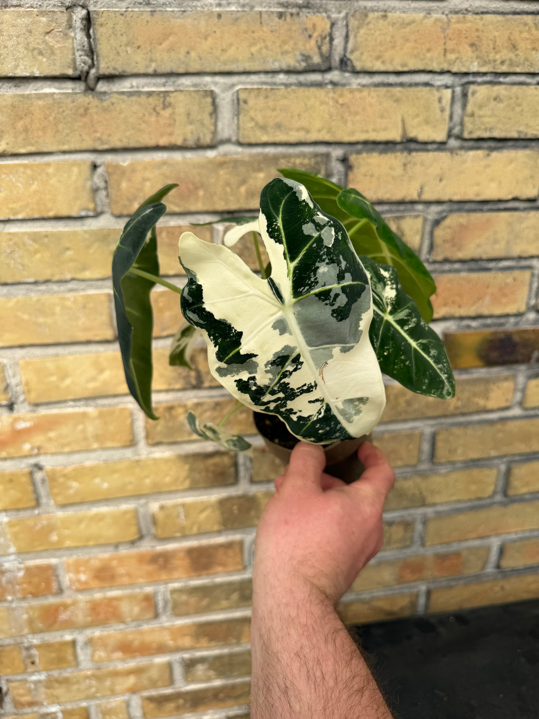 Alocasia frydek Varigata