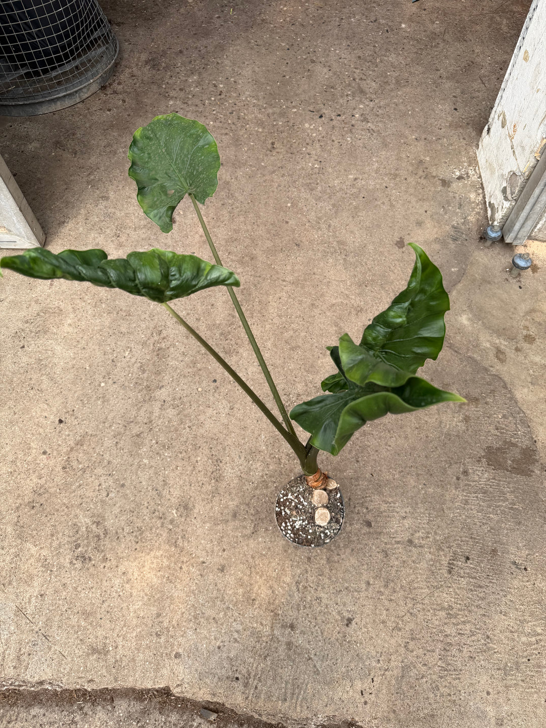 Alocasia dragon tail XXL