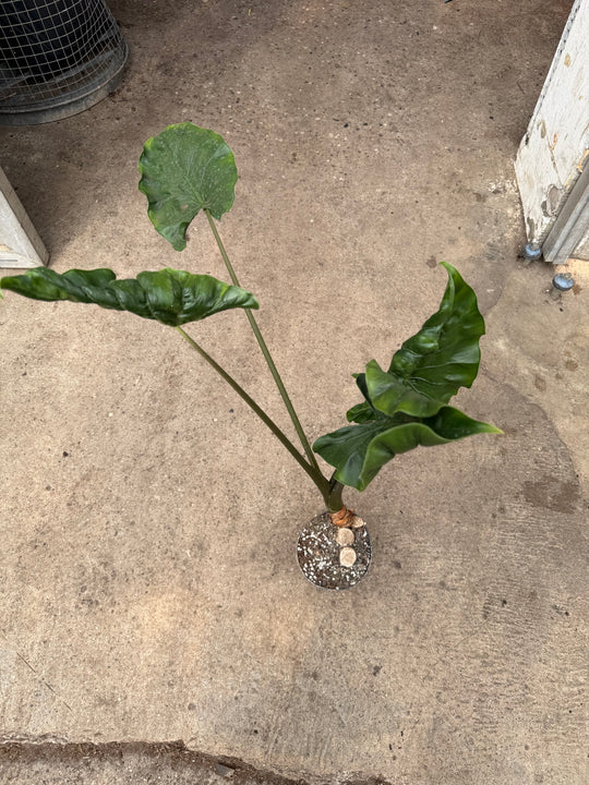 Alocasia dragon tail XXL