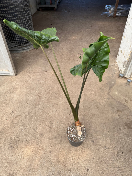 Alocasia dragon tail XXL