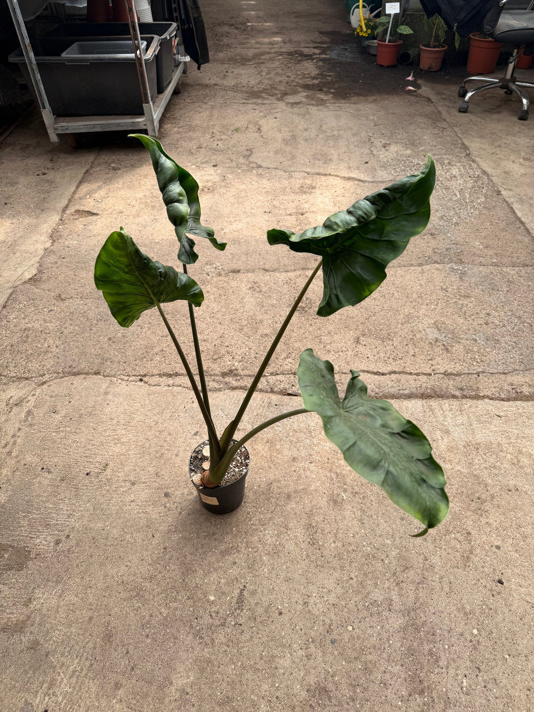 Alocasia dragon tail XXL