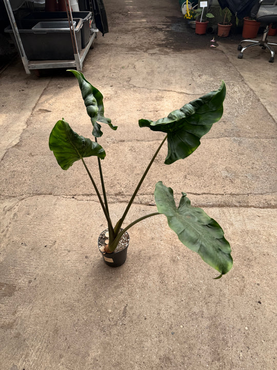 Alocasia dragon tail XXL