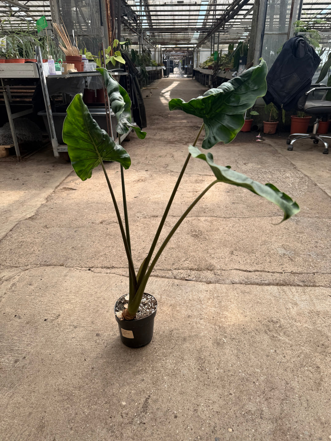 Alocasia dragon tail XXL