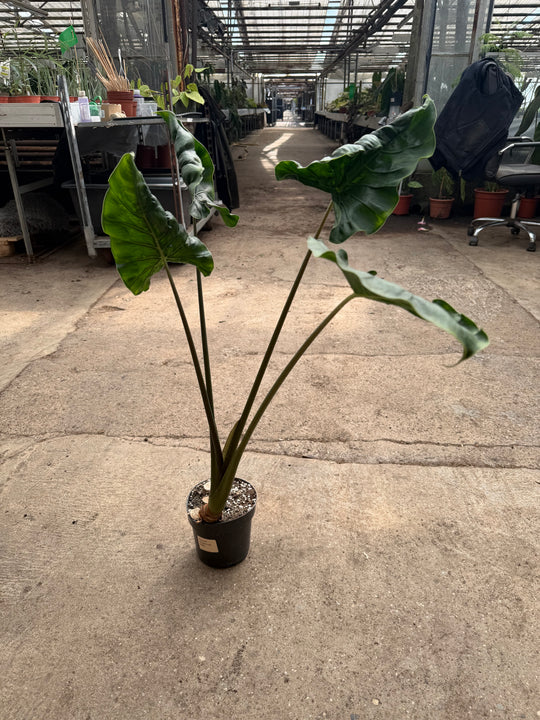 Alocasia dragon tail XXL