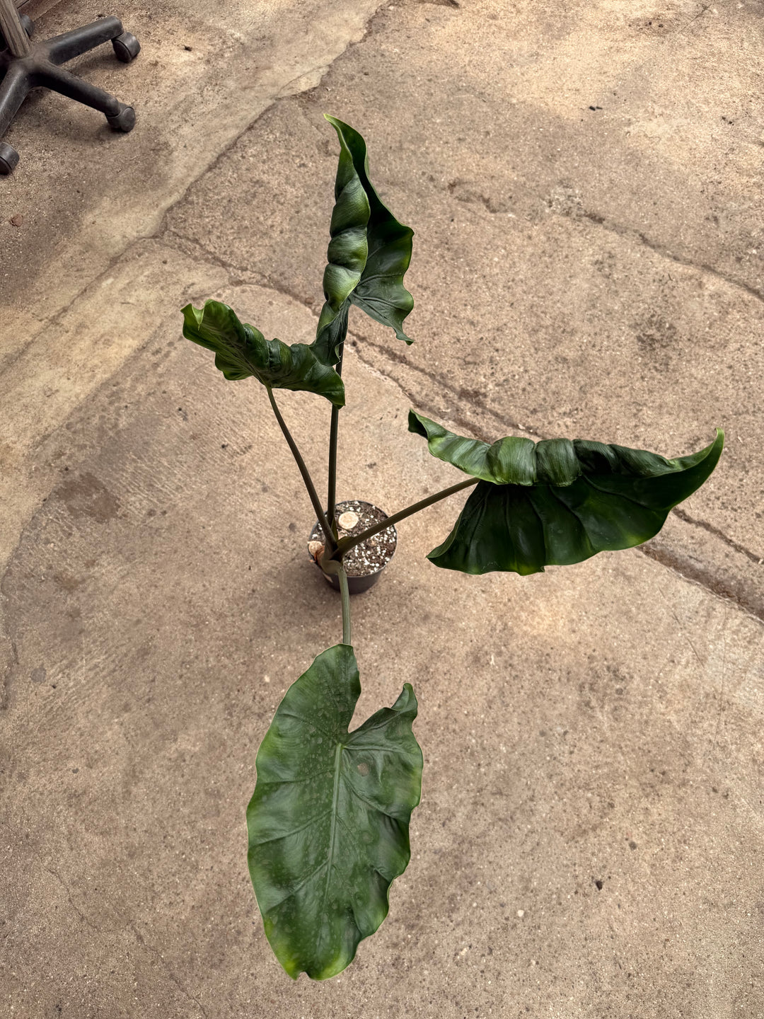 Alocasia dragon tail XXL