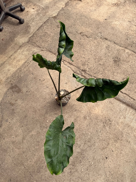 Alocasia dragon tail XXL