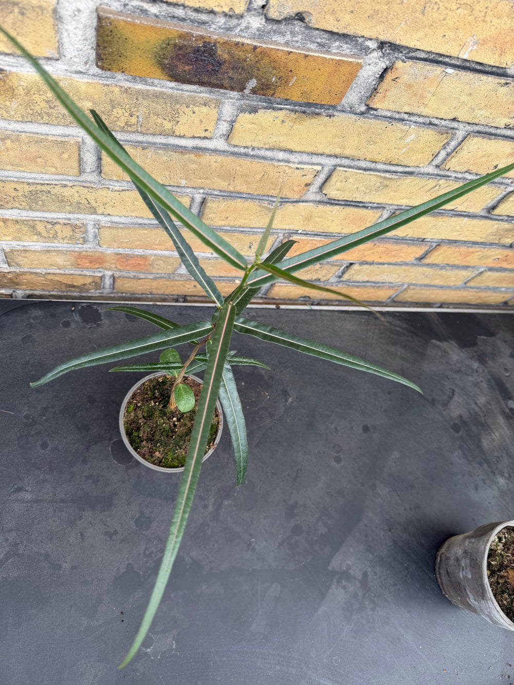 Rakastettava puu Brachychiton