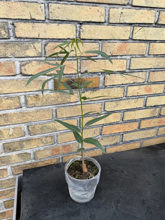 Love Tree Brachychiton