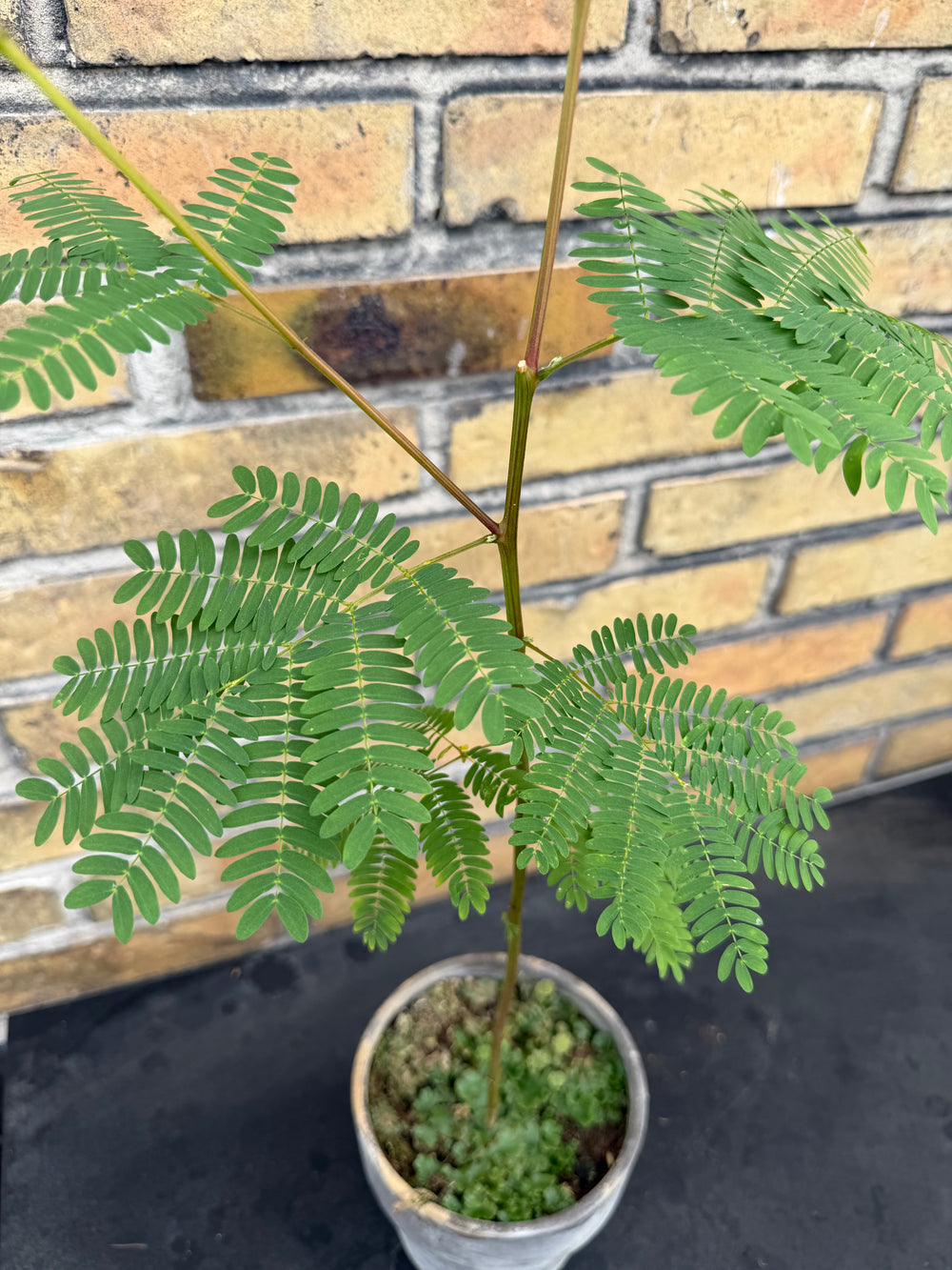 Joulukuusi saviruukussa 70 cm