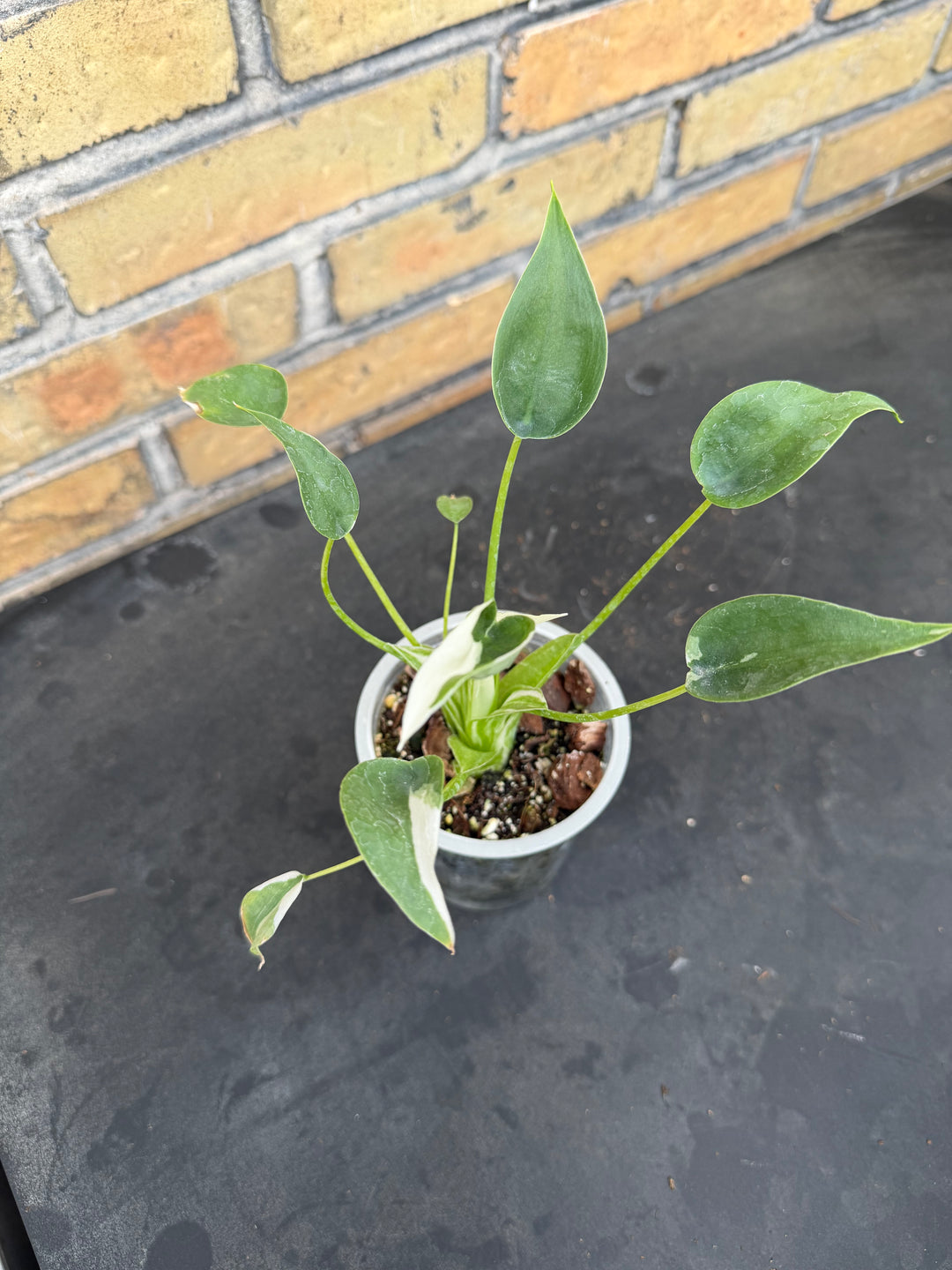 Alocasia tiny dancer albo