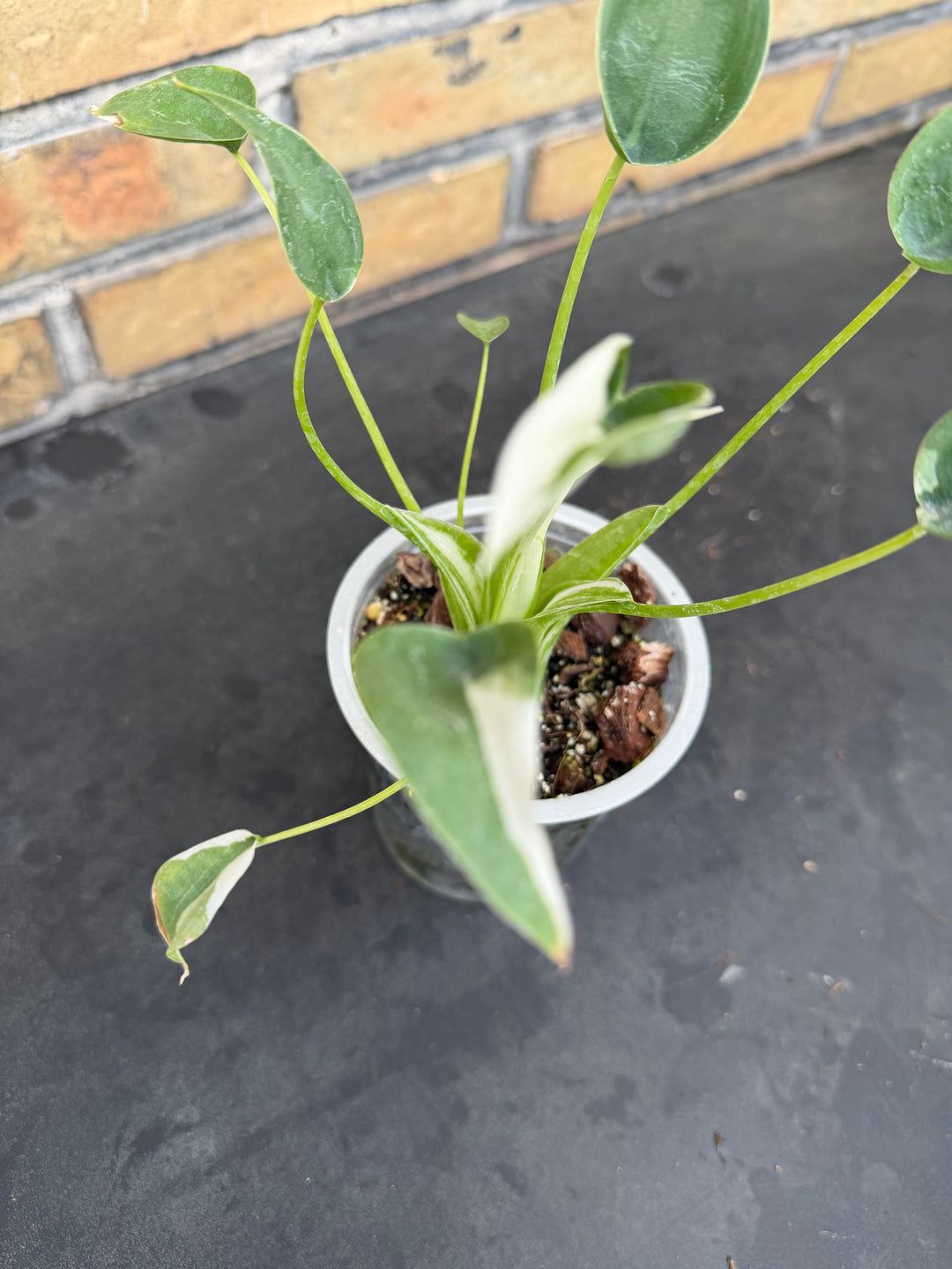 Alocasia tiny dancer albo