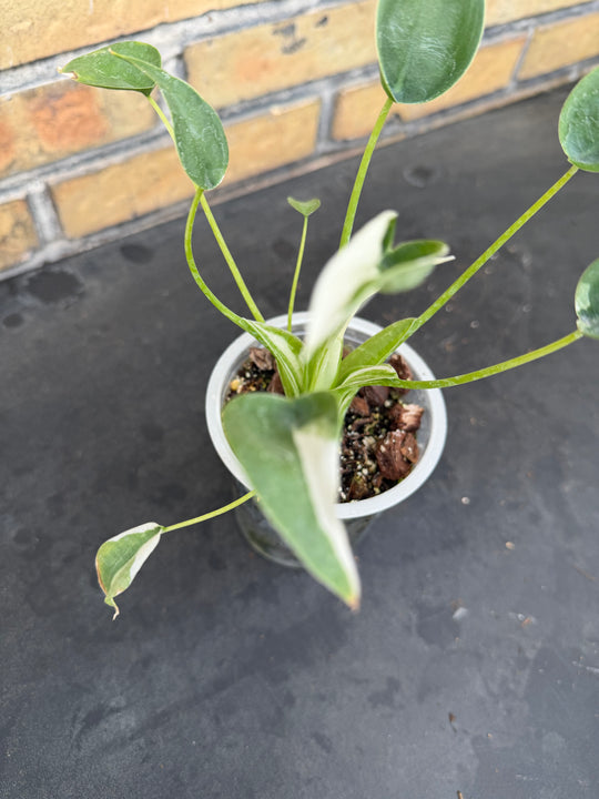 Alocasia tiny dancer albo