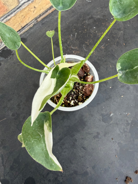 Alocasia tiny dancer albo