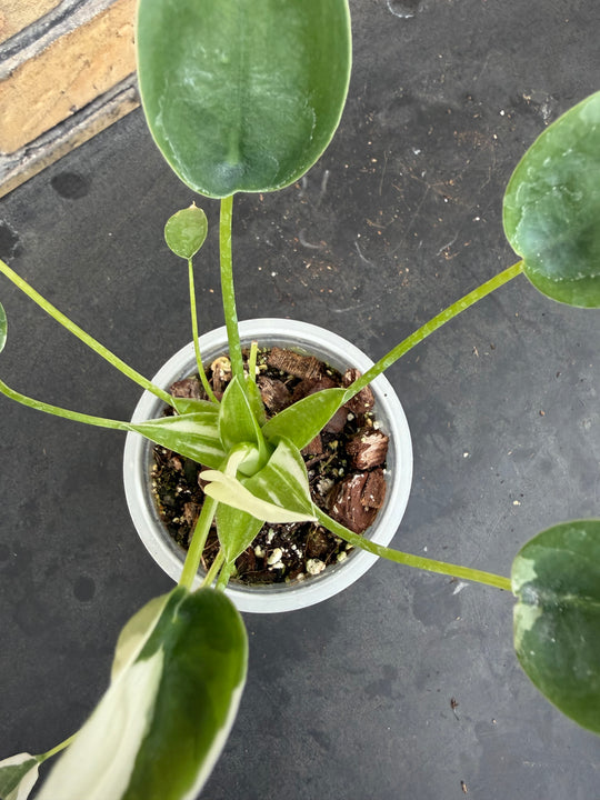 Alocasia tiny dancer albo