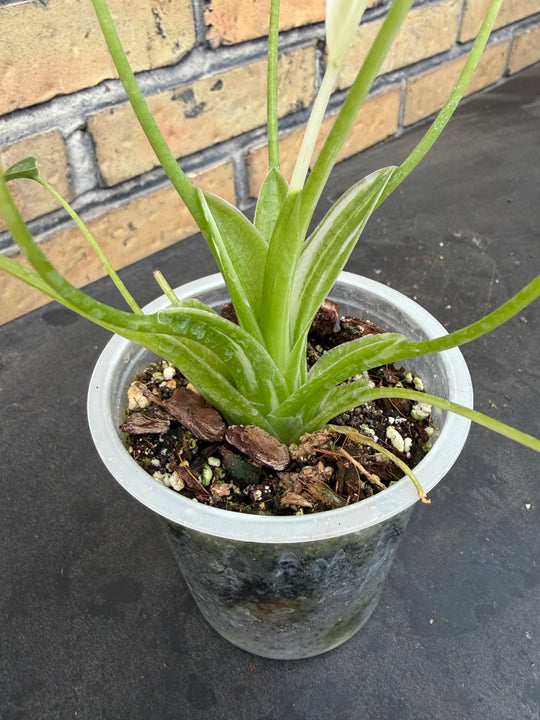 Alocasia tiny dancer albo