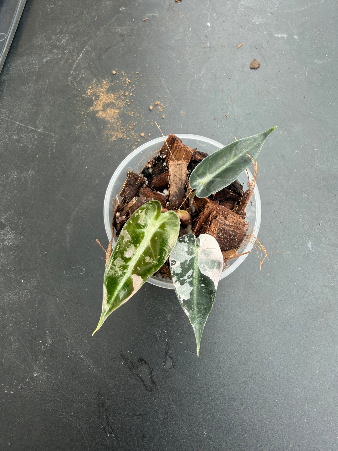 Alocasia bambino pink