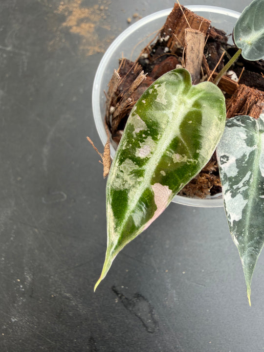 Alocasia bambino pink