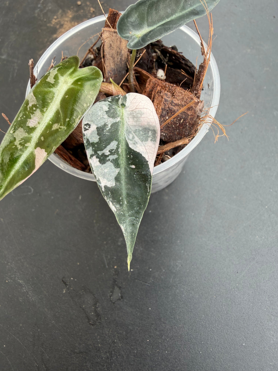 Alocasia bambino pink