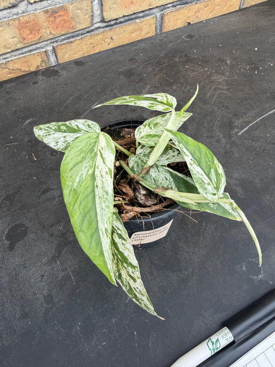 Epipremnum pinnatum mint