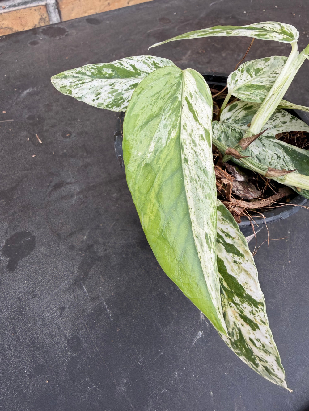 Epipremnum pinnatum mint