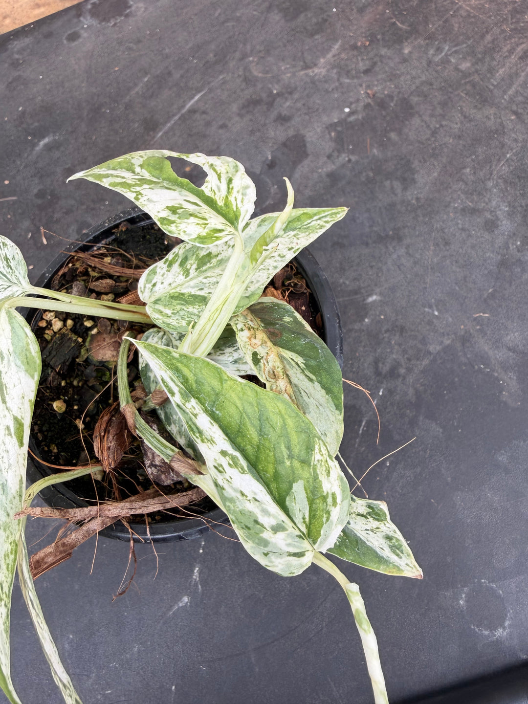 Epipremnum pinnatum mint