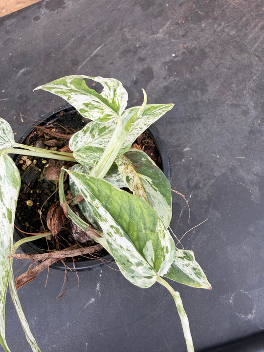 Epipremnum pinnatum mint