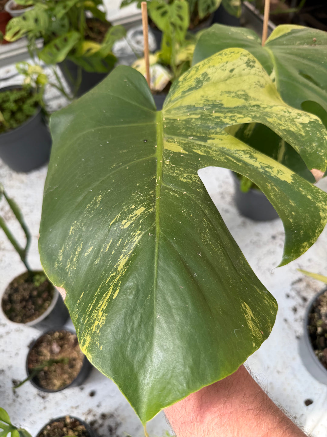 Monstera aurea mint