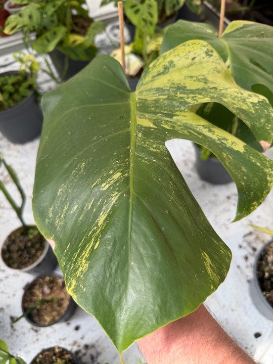 Monstera aurea mint 17 cm