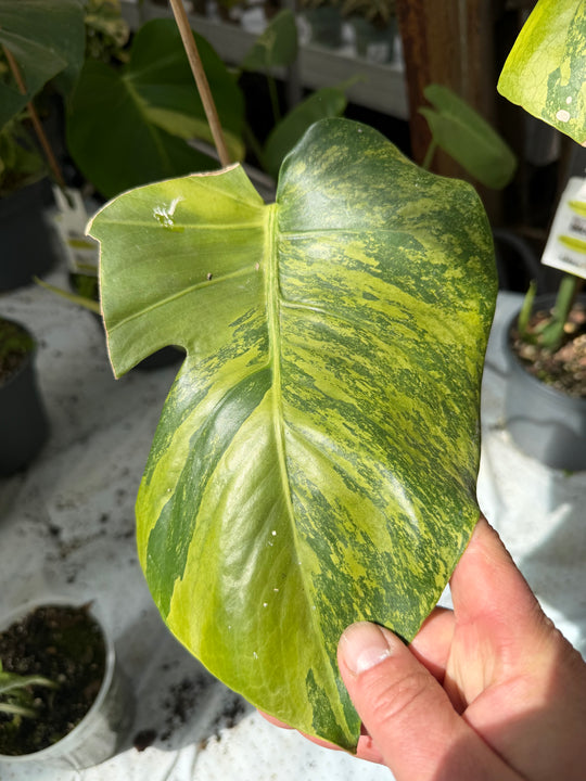 Monstera aurea mint