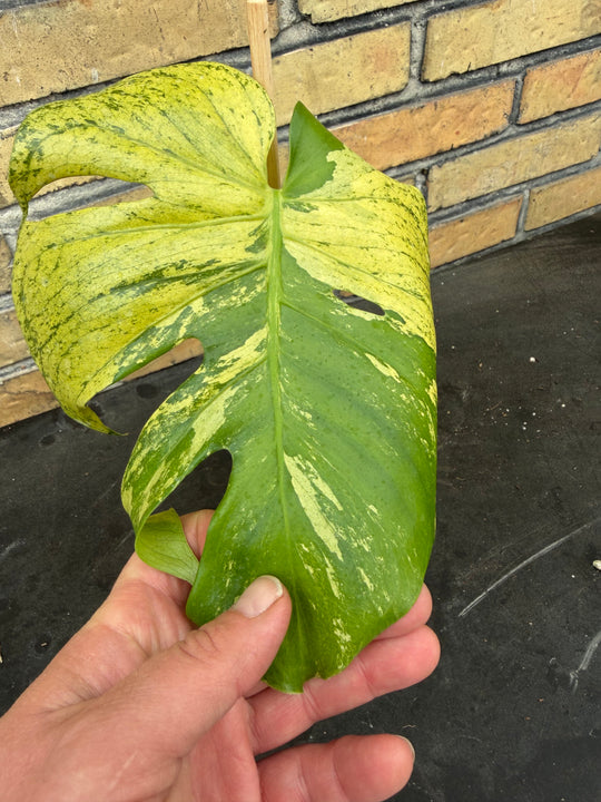 Monstera aurea mint