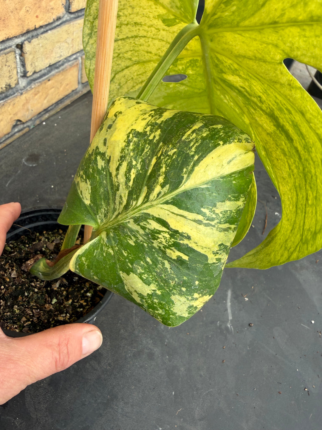 Monstera aurea mint