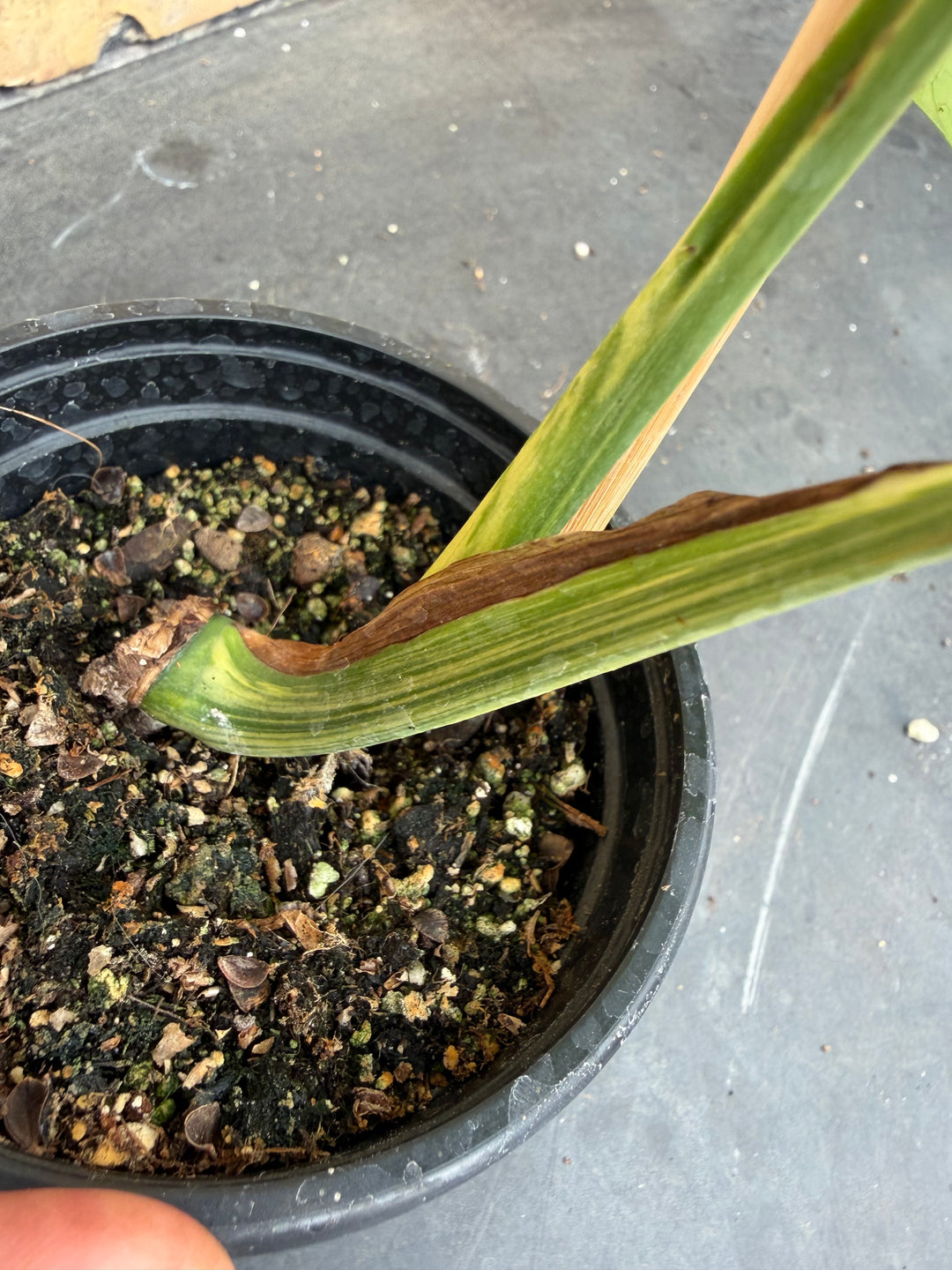 Monstera aurea mint