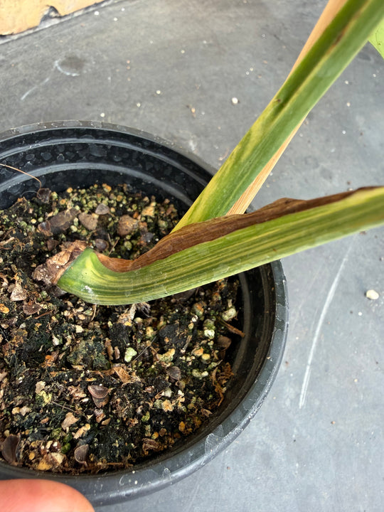 Monstera aurea mint
