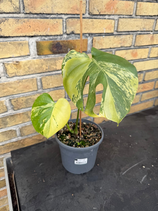 Monstera aurea mint 17 cm