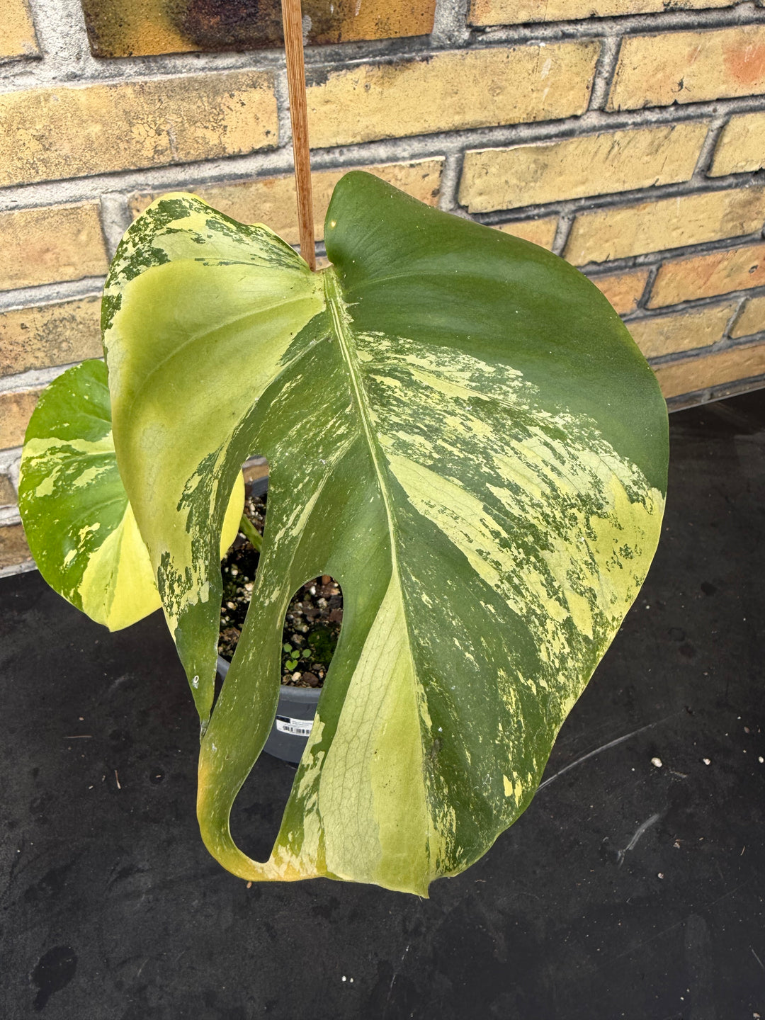 Monstera aurea mint 17 cm