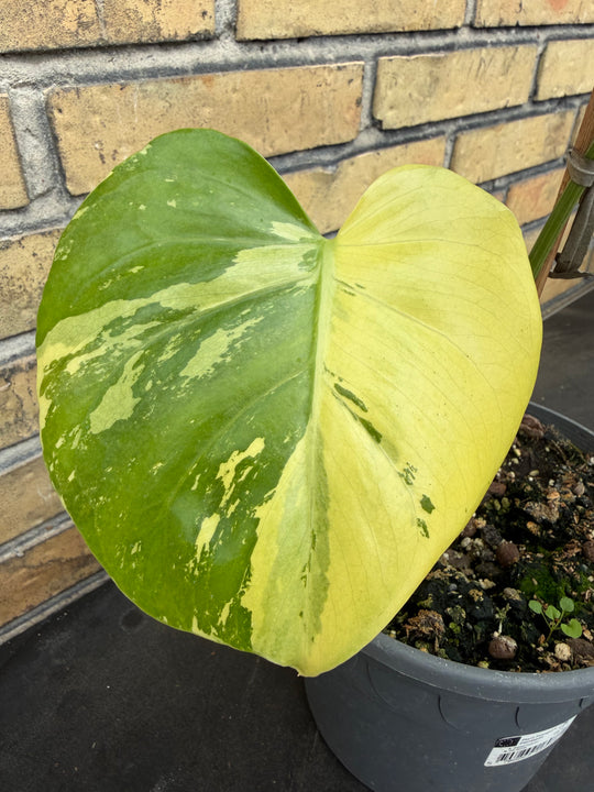 Monstera aurea mint 17 cm