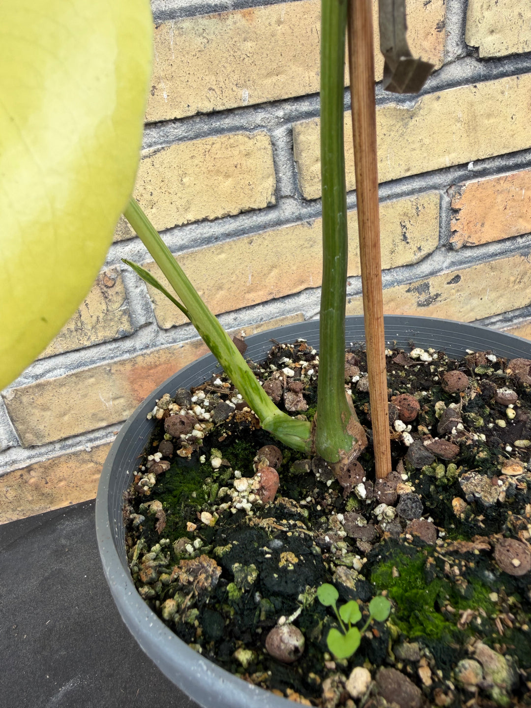 Monstera aurea mint 17 cm