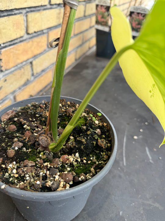 Monstera aurea mint 17 cm