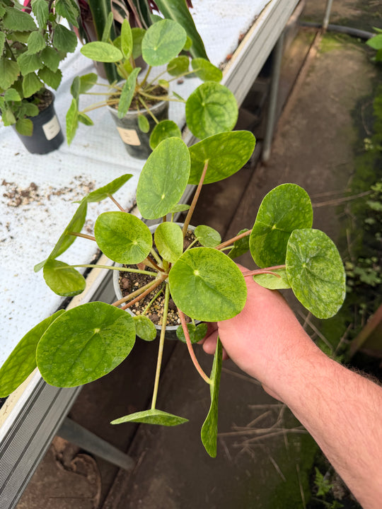 Pilea mojito