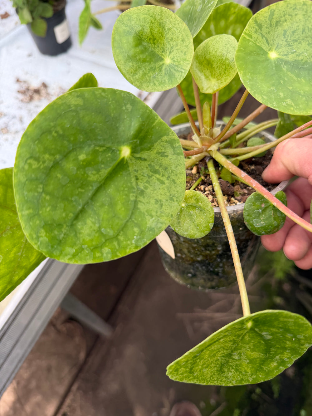 Pilea mojito
