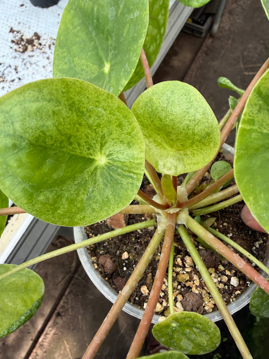 Pilea mojito