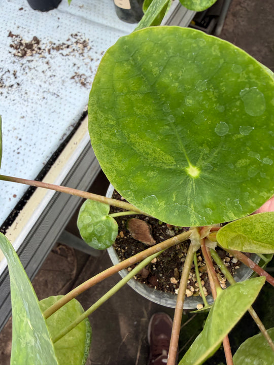 Pilea mojito