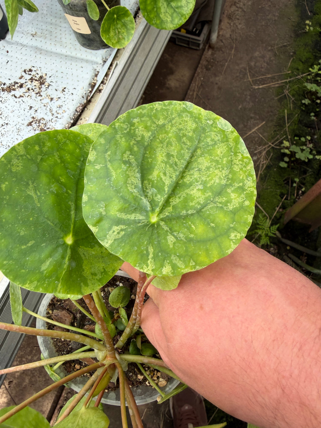 Pilea mojito