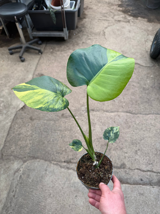 Monstera aurea LF