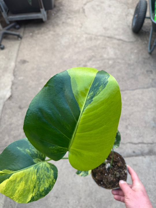 Monstera aurea LF