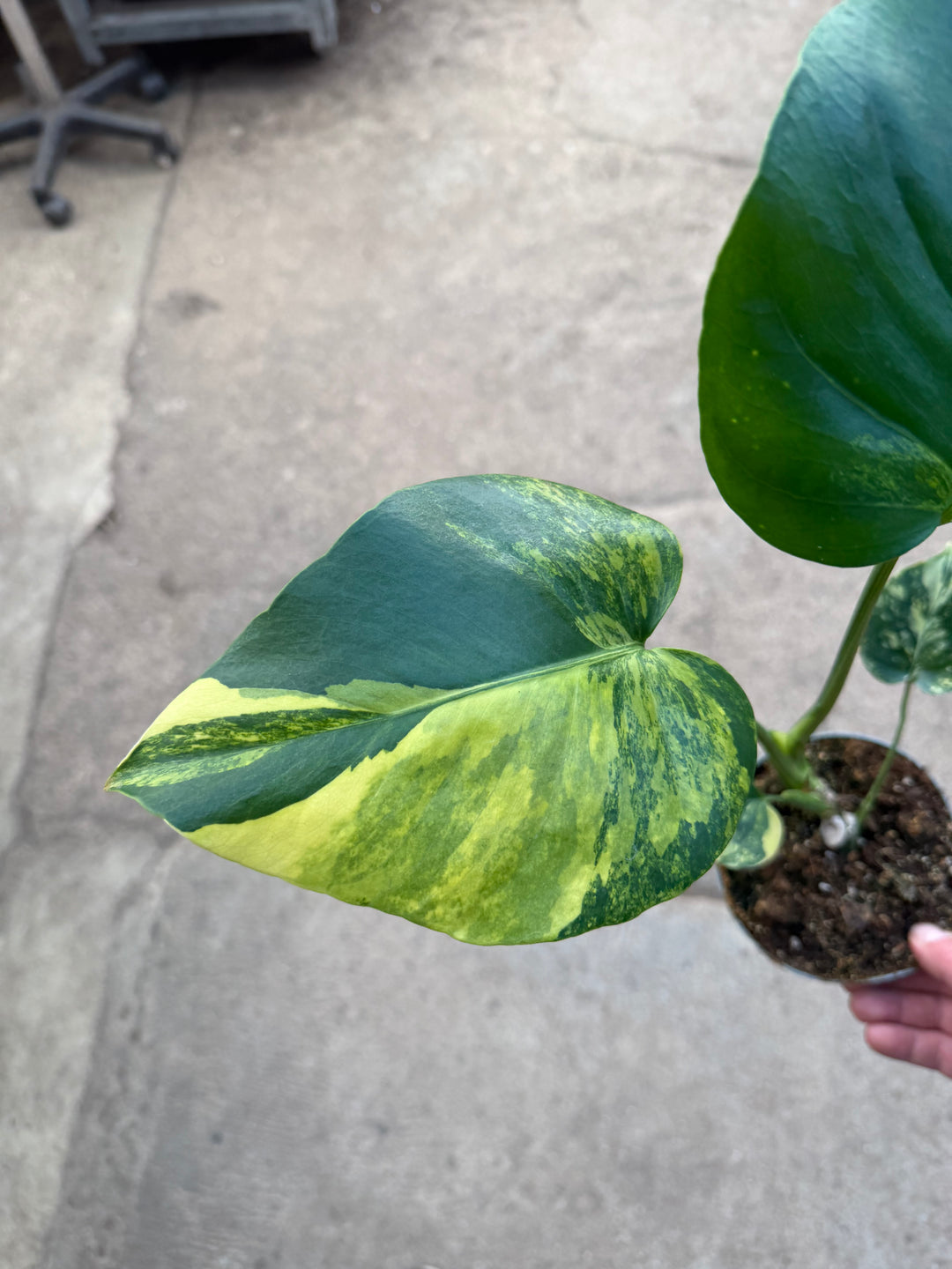Monstera aurea LF