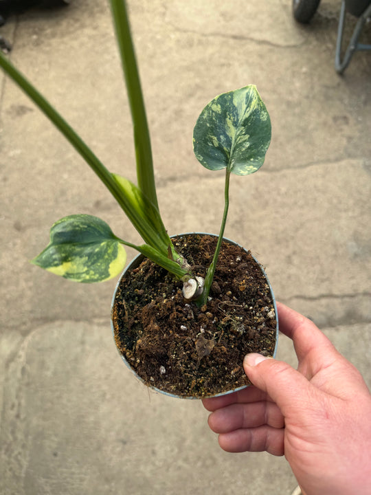 Monstera aurea LF