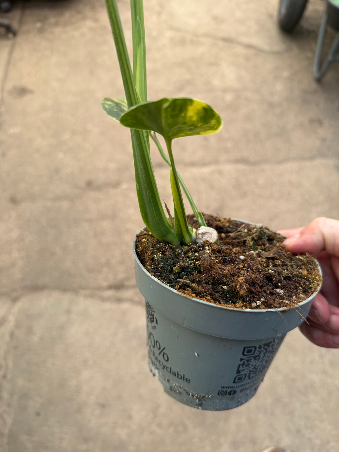 Monstera aurea LF