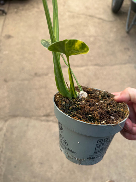Monstera aurea LF
